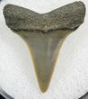 Sharp Fossil Mako Tooth - Calvert Cliffs, Maryland #26721-1